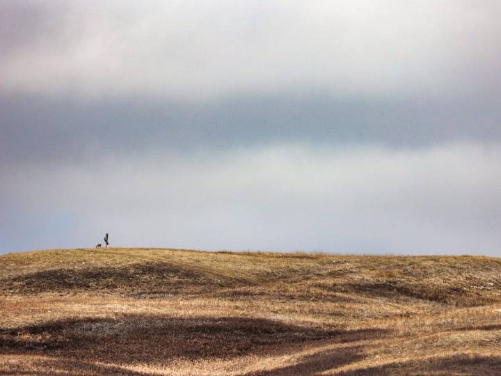 Calgary police investigate report of human remains at Nose Hill Park