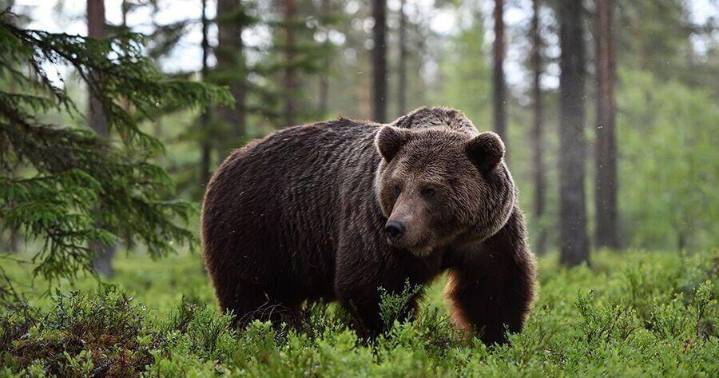 Hunter shoots 2 grizzlies east of Seeley Lake