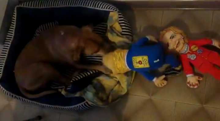 Epstein files dump includes bizarre video of dog with Trump doll