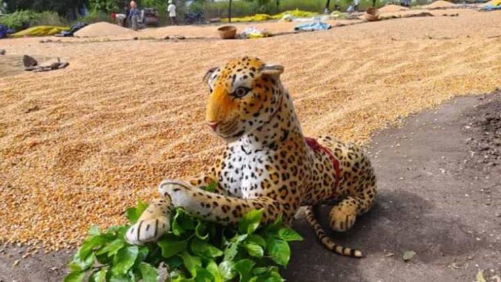 Telangana farmer brings ‘Tiger’ to protect field from monkeys, dogs
