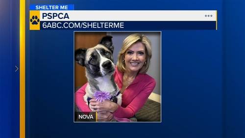 Shelter Me: Meet beautiful Nova from the Pennsylvania SPCA!