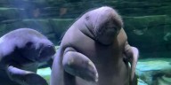 3 New Manatees in Manatee Springs
