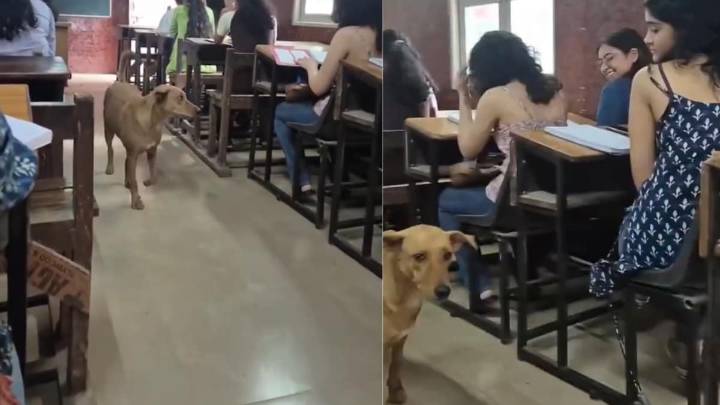 Delhi University Class Gets ‘Dogesh Bhai’ As Invigilator, Internet Jokes: ‘Show This Video To Supreme Court Judge’