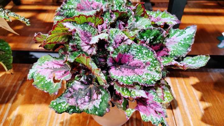 The Best Way To Propagate Begonia Plants Isn't As Hard As You Think