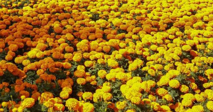 Flor Cempasúchitl: Origen e importancia para el Día de Muertos en México y el mundo