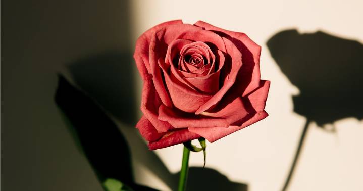 Shadow Daddy Meaning: Breaking Down the Romantasy Archetype