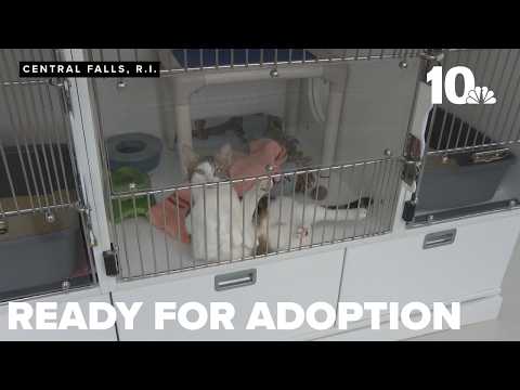 10 cats rescued from home ready for adoption