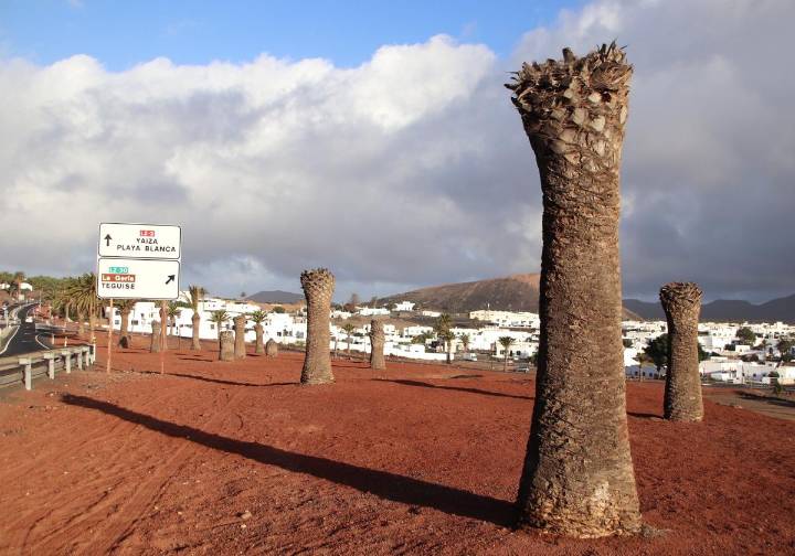 Yaiza pide retirar restos de palmeras en Uga