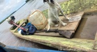 Río Ucayali: hallan embarcación de hombre desaparecido, pero solo su perrita fue encontrada a bordo
