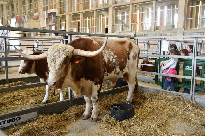 El riesgo sanitario por la dermatosis nodular obliga a suspender Fegasur