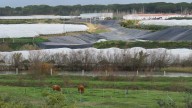 La superficie de cultivos en Doñana reducen su superficie de 6.000 hectáreas en 2017 a 4.298 en 2025