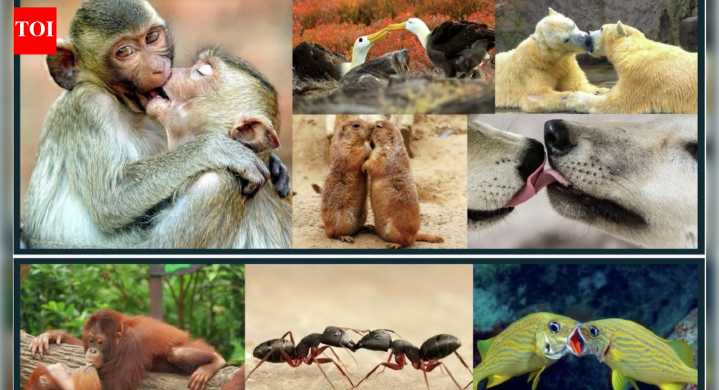 We stole our smooch from apes from 21mn years ago