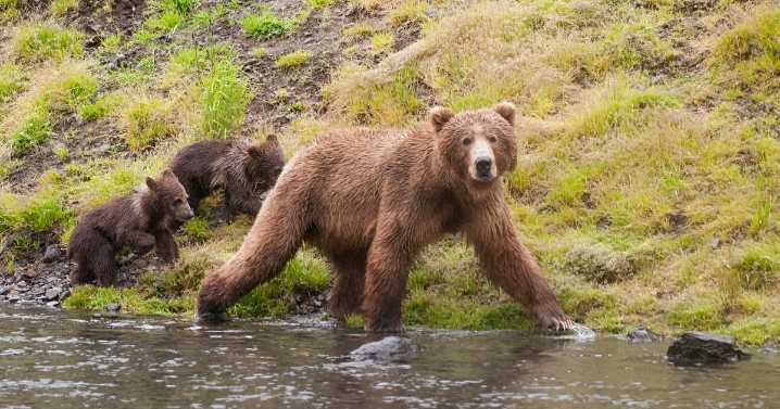 Lawsuit challenges Alaska predator control program targeting brown, black bears