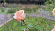 Oakland’s Morcom Rose Garden theft leaves thousand of dollars in damages