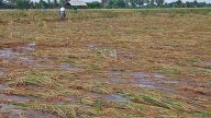 Relief for farmers—wild animal attack, paddy inundation included under ‘Localised Risk’ cover
