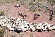 Comienza el operativo de trashumancia en Neuquén