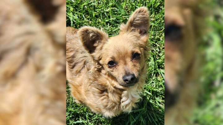 One California Dog Watched Every Other Pup Get Chosen Before Him, And The Reason Broke Rescuers’ Hearts