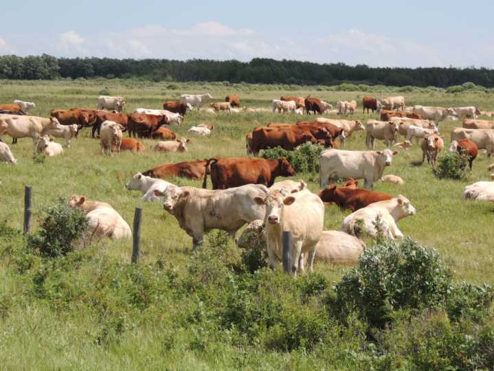 U.S-Argentina market musings: Despite uncertainty, Manitoba’s beef sector holds strong