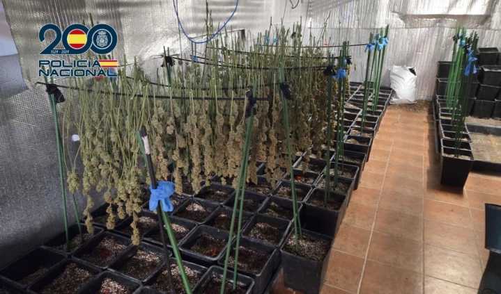 Cuatro detenidos tras desarticular una plantación de marihuana en un domicilio de Ugena muy próximo a un centro escolar