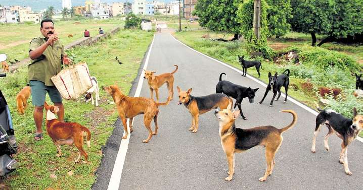 What Supreme Court said on stray dogs menace, relocation and public safety