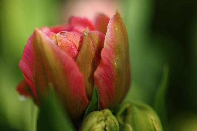 For Gardeners: Gardening for mental health