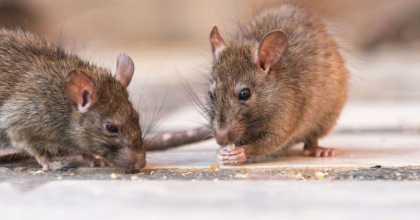Alerta en el norte: confirmaron una muerte por hantavirus en Salta