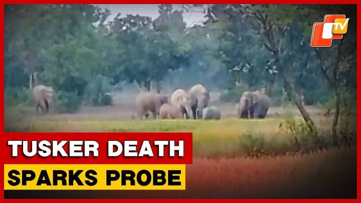 12-Year-Old Tusker Found Dead In Baripada, Forest Dept Begins Probe