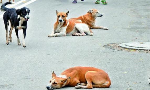 SC to Issue Directions on Stray Dogs in Government, PSU Premises