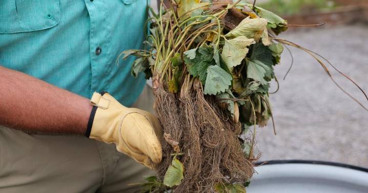 Plant strawberries now for spring harvest