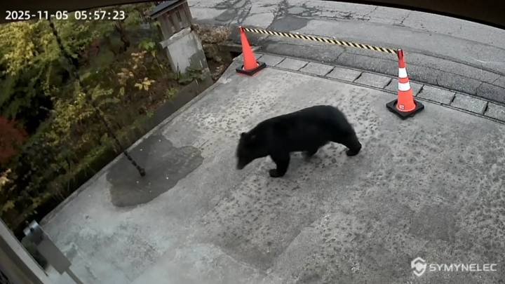 Vídeo: Los ataques de osos aumentan en Japón y se convierten en un problema