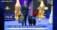 Belgian sheepdog Soleil named best in show at National Dog Show