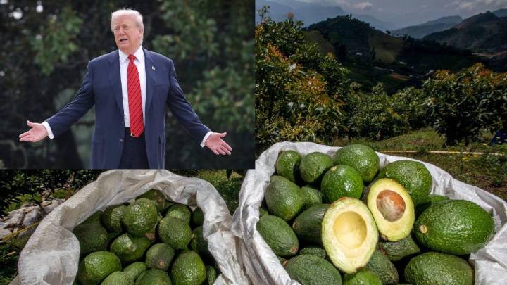 “Hay tarea pendiente”: exención de aranceles para productos colombianos en EE.UU apenas abarca el 13% del agro