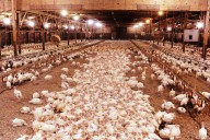 How Minnesota got a (turkey) leg up in the industry