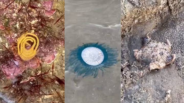 Meet Insta creator Sahir Doshi, turning Mumbai’s shoreline into a classroom full of surprises!