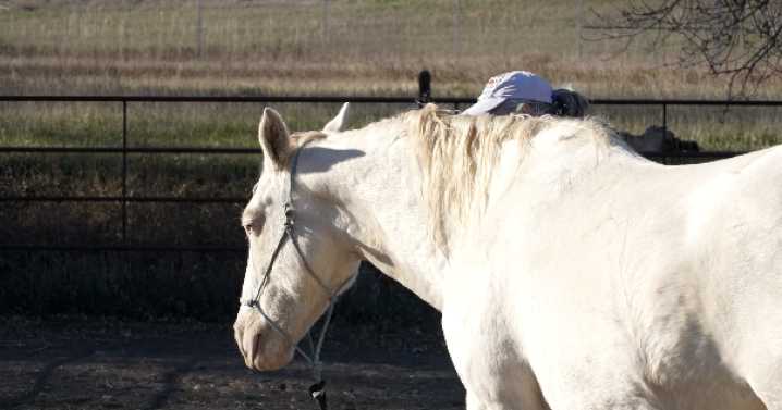 Montana horse auction canceled because of spread of equine virus