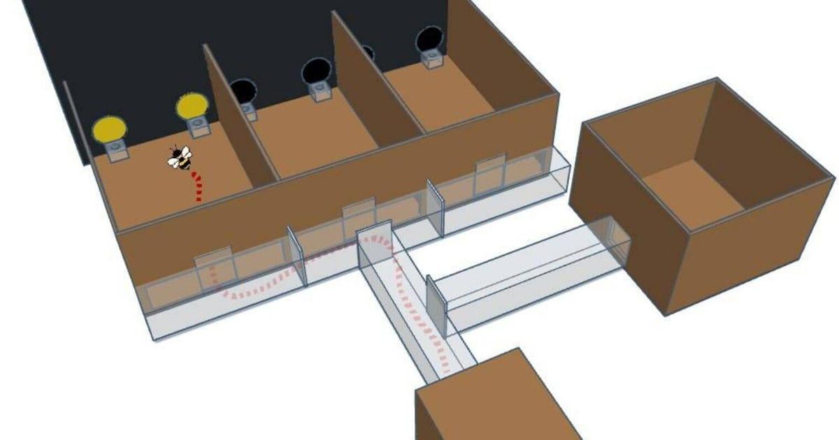 Scientists discover that bumblebees can learn Morse code