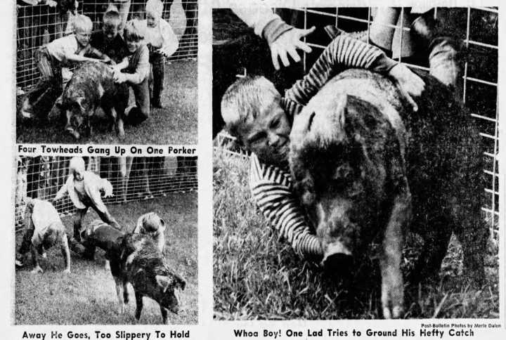 Greased-pig wrestling was once a common community event. Then things got slippery
