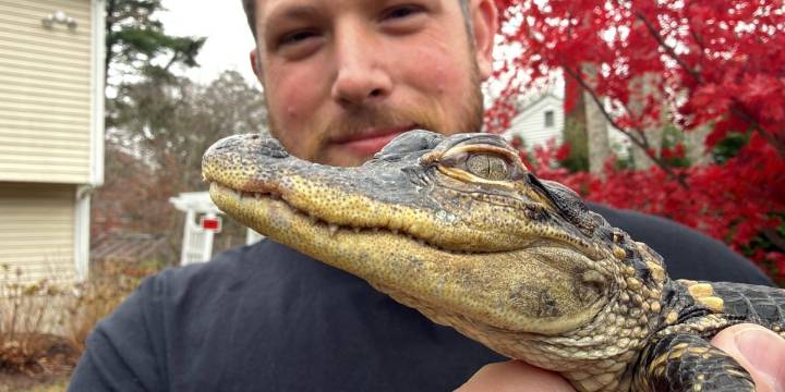 Boston falls in love with tiny alligator in Charles River, rescues footlong reptile before it freezes