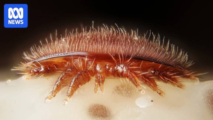 Varroa mite detected at Salt Creek, South Australia