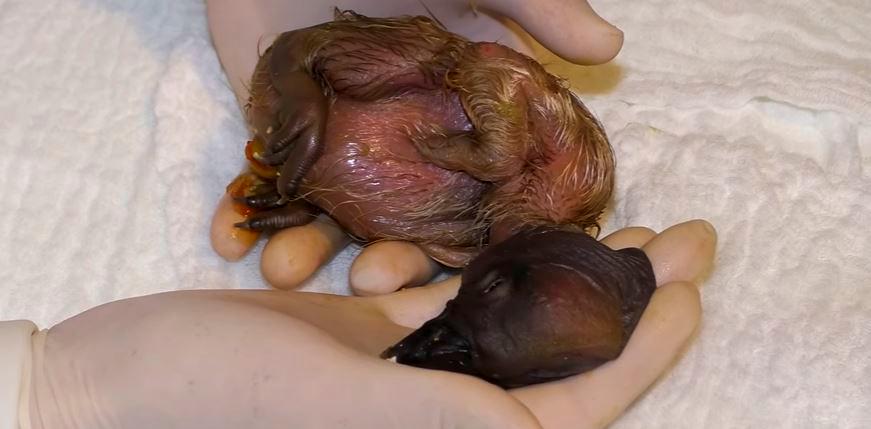 Nació Ámbar, la tercera cóndor del Parque Jaime Duque que renueva la esperanza para la especie en Colombia