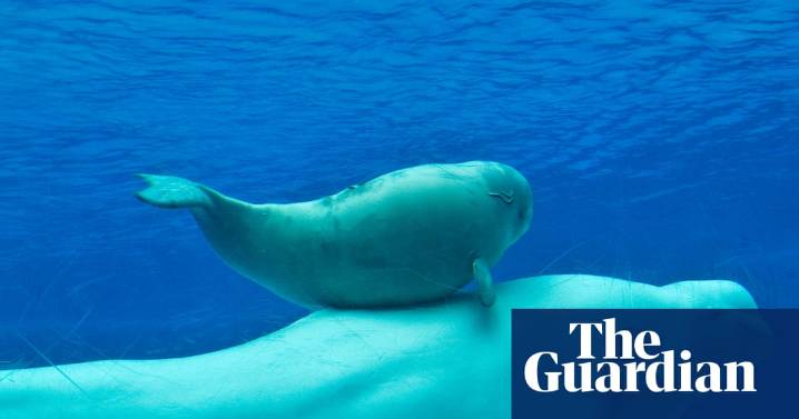 ‘It’s heartbreaking’: how 30 captive beluga whales have become pawns in row over animal cruelty