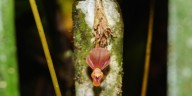 Hallazgo científico en Amazonas: investigadores encuentran una nueva especie de orquídea