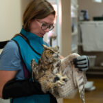Owl partially covering in concrete is cleaned up and recovering after rescued in Utah