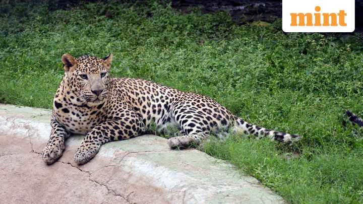 Leopard suspected in multiple fatal attacks captured in Pune’s Shirur tehsil