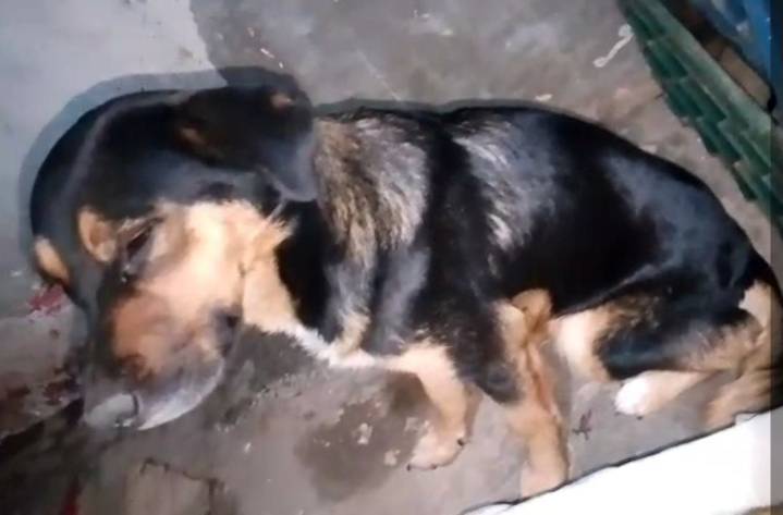 Casos de Distemper canino pican y se extienden