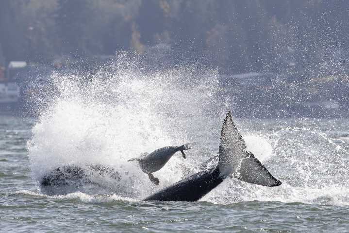 Seal escapes hunting orcas by climbing onto photographer’s boat in Puget Sound