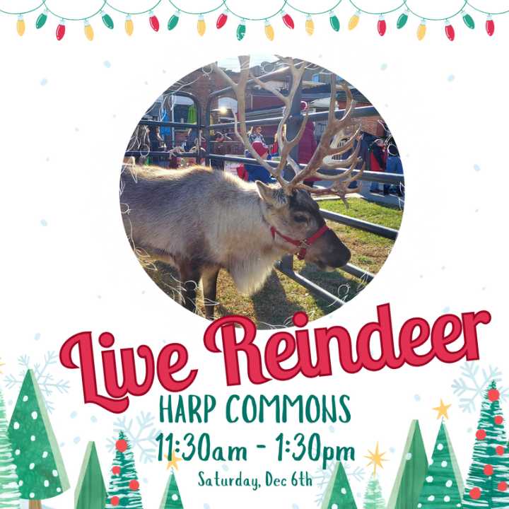 Live reindeer coming to Bedford for Christmas Around the Square
