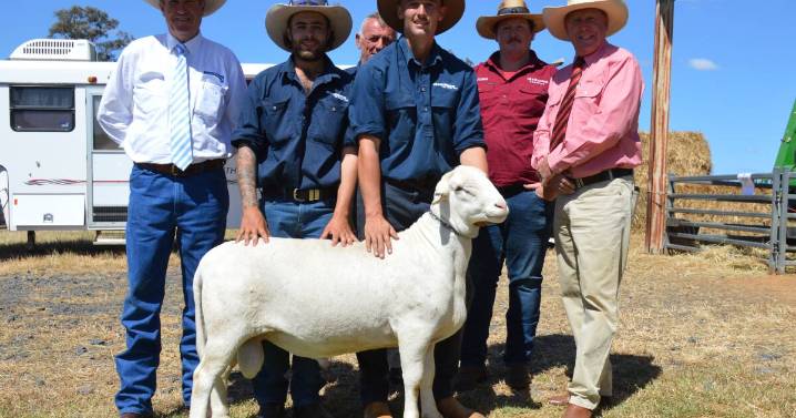 SheepMaster Parent Stud 2025 sale results, top price, average