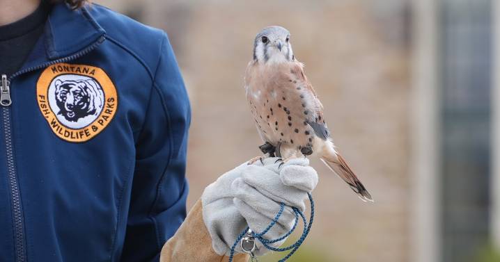 Montana Wild breaks ground on new avian building