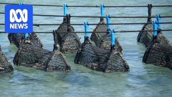 Angel Seafood halts oyster relocation amid protesters' algal bloom fears